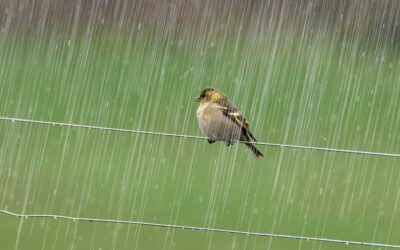 FO Altran : Après Le Beau Temps La Pluie – Congés et RTTs de fin d’année – Salaires Minimaux Hiérarchiques